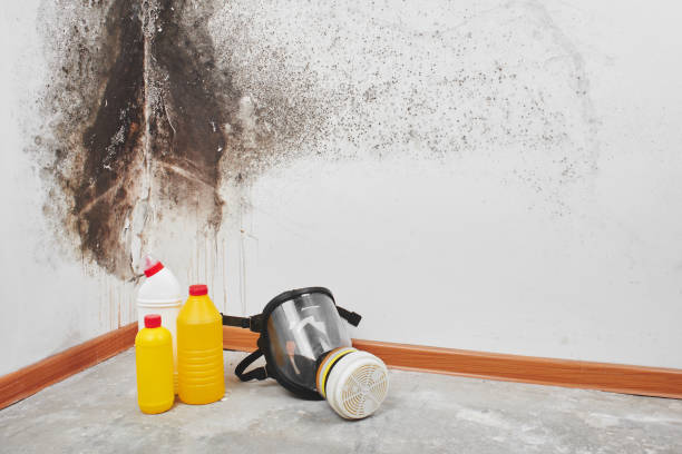 Best Office Mold Removal Services  in Cumings, TX