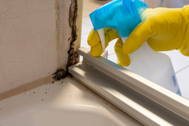Best Black Mold Removal  in Cumings, TX