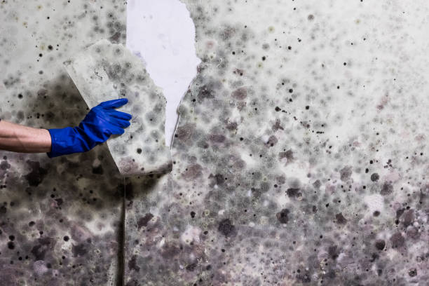 Best Home Mold Removal  in Cumings, TX